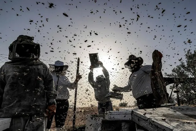 Palestinian beekeepers collect honey from beehives at an apiary during the annual harvest season in Khan Yunis in the southern Gaza Strip on May 9, 2022. (Photo by Said Khatib/AFP Photo)