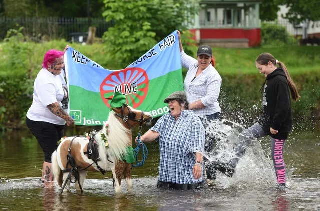 A group take a dip in the River Eden with miniature pony Robin Hood after arriving for the Appleby Horse Fair which begins tomorrow, Thursday 9 June 2022. Picture taken on Wednesday 8 June 2022. (Photo by Asadour Guzelian)