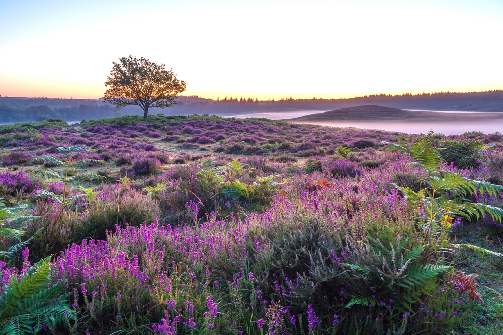 Some Photos: Foggy Day