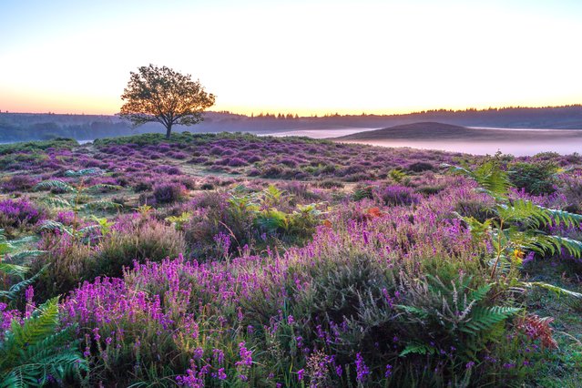 Sunrise at Rockford Common in the New Forest, UK where the heather is in bloom on July 28, 2024. (Photo by Steve Hogan/Picture Exclusive)