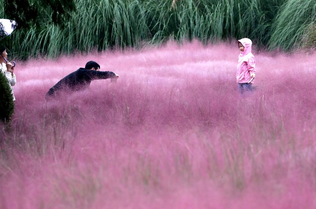 A family visiting the Taean Cheongsan Arboretum in South Chungcheong Province on the 6th October 2024 is enjoying autumn while taking pictures with the pink muhly in the background. (Photo by Shin Hyeon-jong)