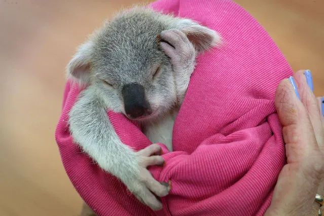 An adorable baby koala is seen enjoying a snooze after a traumatic start to life. The baby koala, nicknamed “Blondie Bumstead”, is being cared for by a volunteer from the Ipswich Koala protection society in Queensland after her mother was killed by a dog. (Photo by Jamie Hanson/Newspix/REX Features)