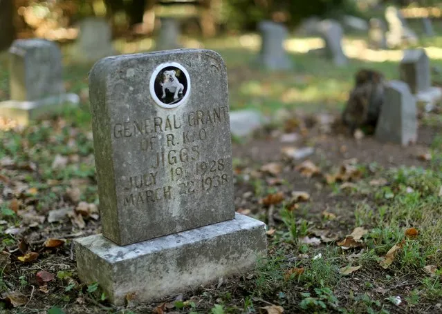 The headstone of “Jiggs”, the dog featured in the movie comedies “Our Gang” of the 1930's, is seen at the Aspin Hill Memorial Park in Aspen Hill, Maryland, August 25, 2015. (Photo by Gary Cameron/Reuters)
