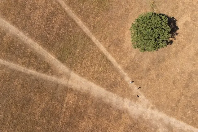 In this aerial photograph, a couple walk their dog along a sun-bleached pathway in Richmond Park on August 09, 2022 in London, England. The Met Office, the UK's weather service, issued an amber extreme heat warning for southern and central England and parts of Wales from midnight on Thursday until Sunday. Temperatures are expected to reach up to 35C in some parts of the country. (Photo by Leon Neal/Getty Images)