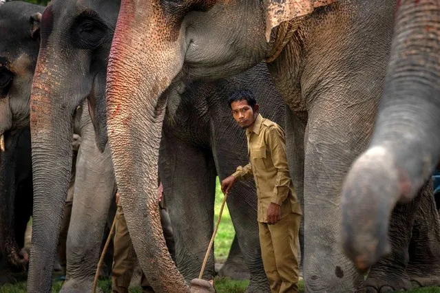 A mahout waits for tourists before the start of elephant safari for tourists in the Pobitora Wildlife Sanctuary, on the outskirts of Guwahati, northeastern Assam state, India, Tuesday, October 11, 2022. The wildlife sanctuary, which is known for its Indian one-horned rhino population, reopened for tourists Tuesday after being closed during the rainy season. (Photo by Anupam Nath/AP Photo)