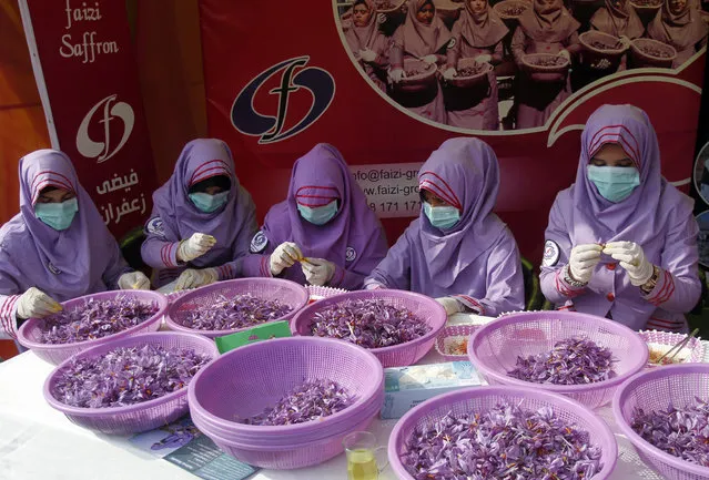 Women perform working on saffron production during Saffron Festival in Herat, Afghanistan, Monday, November 13, 2017. In the Western province of Herat, 90 percent of the former poppy farmers have switched to growing pricey spice, according to the Afghan Ministry of Counter Narcotics. (Photo by Hamed Sarfarazi/AP Photo)