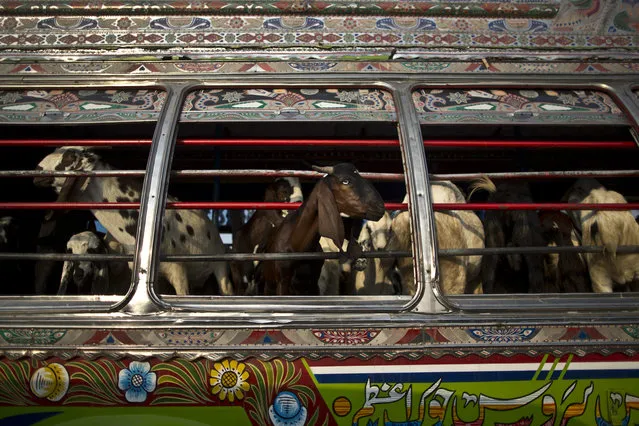 Goats look out of a bus window, while being transported to a near by livestock market, to be displayed for sale in preparation for the upcoming Muslim holiday of Eid al-Adha, or “Feast of Sacrifice”, on the outskirts of Islamabad, Pakistan, Thursday, October 2, 2014.  (Photo by Muhammed Muheisen/AP Photo)