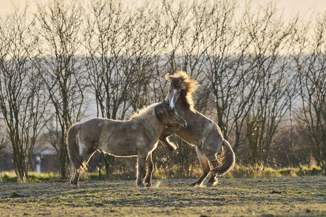 Icelandic horses play at a stud farm in Wehrheim near Frankfurt, Germany, in the first sunlight on Tuesday, March 18, 2025. (Photo by Michael Probst/AP Photo)