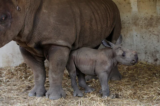 Tanda, a 23 year-old white rhinoceros and her week-old calf stand in their enclosure at the Ramat Gan Safari Zoo near Tel Aviv, Israel August 25, 2016. (Photo by Baz Ratner/Reuters)