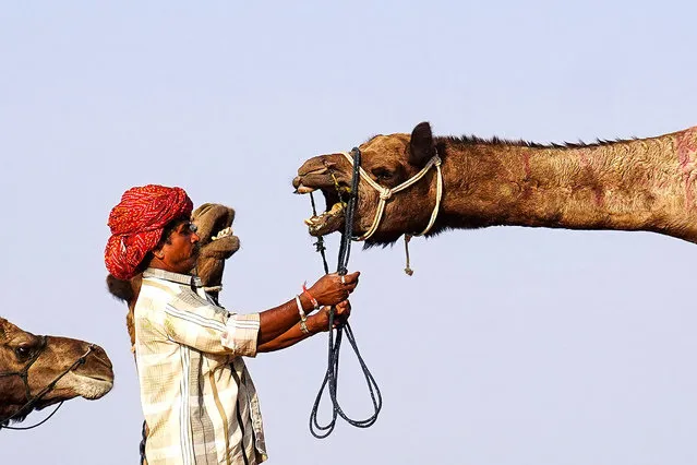 A camel herder tries to control his camel at Pushkar camel fair in Pushkar in the Indian state of Rajasthan state on October 28, 2022. (Photo by Himanshu Sharma/AFP Photo)
