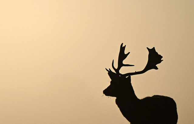 A red deer stag is pictured at sunrise on a frosty spring morning in Bushy Park, south west London on March 4, 2025. (Photo by Justin Tallis/AFP Photo)