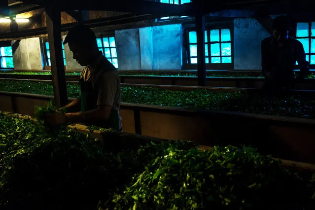 Silhouetted workers arrange tea leaves in a withering trough at the Makaibari Tea Estate factory in Kurseong, West Bengal, India, on Monday, September 8, 2014. (Photo by Sanjit Das/Bloomberg)