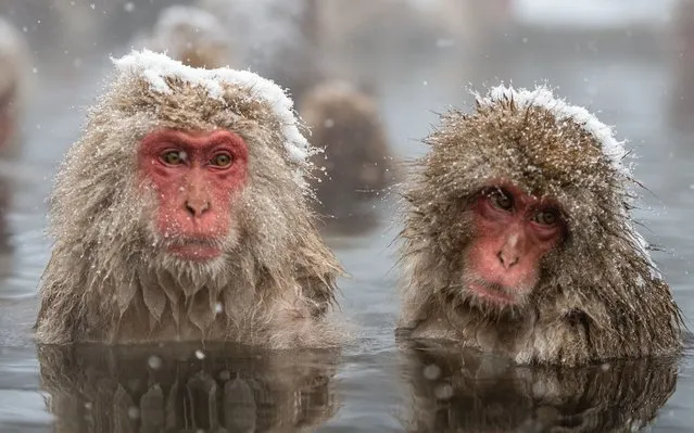 A group of macaques facing the cold by enjoying warm natural baths in Nagano Province in Japan on November 24, 2022. Japanese macaques, also known as snow monkeys, lives in the coldest climate of any primate. Their thick brown coat means they can manage temperatures as low as –20°C. (Photo by Peter Bradley/Media Drum Images)