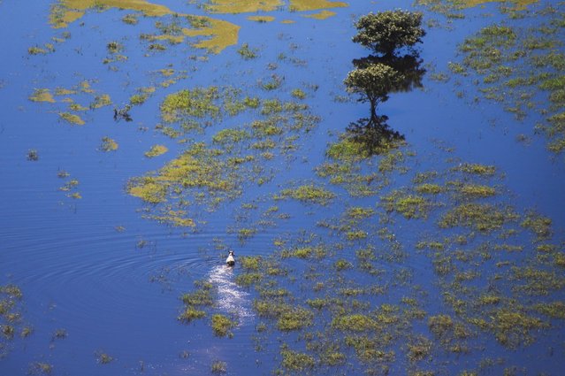 Livestock moves through floodwaters caused by heavy rain, near Trinidad, Bolivia on April 2, 2025. (Photo by Ipa Ibanez/Reuters)