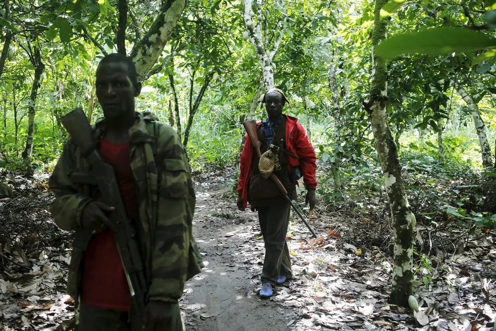 Ivory Coast Seeks to Save Forests From Illegal Cocoa Boom