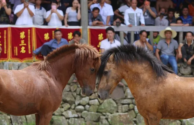 Two horses fight during a Xinhe Festival in Peixiu Village of Antai Township in Rongshui Miao Autonomous County on July 11, 2016 in Liuzhou, Guangxi Zhuang Autonomous Region of China. (Photo by VCG/VCG via Getty Images)