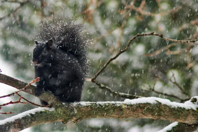 Black squirrel sits on a branch as light snow falls in the city of Toronto, Ontario, Canada, on December 11, 2022. (Photo by Creative Touch Imaging Ltd./NurPhoto via Getty Images)
