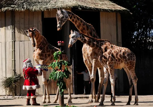 Giraffes Pali, Pepo and Fito receive a gift from Santa Claus during the Christmas celebration in The Aurora Zoo, in Guatemala City, Guatemala on December 20, 2022. (Photo by Sandra Sebastian/Reuters)