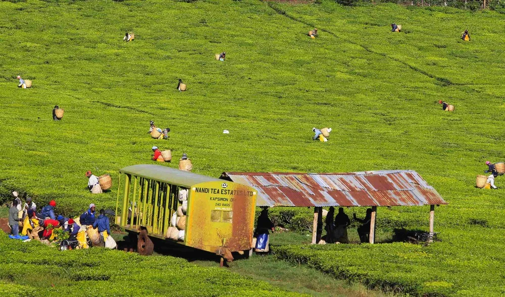 Tea Plantations in Kenya