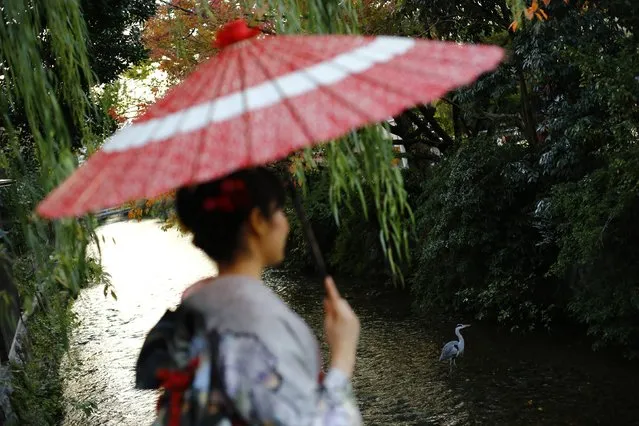 A woman, dressed in a traditional Japanese kimono, holds a parasol as she looks at a water bird while crossing a bridge in Kyoto, western Japan November 19, 2014. (Photo by Thomas Peter/Reuters)