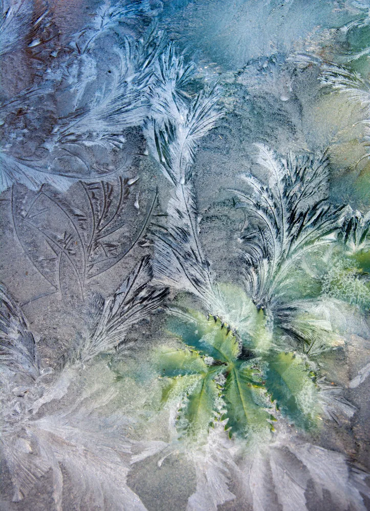 UK International Garden Photographer of the Year