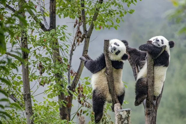 Giant pandas play in the trees at a research centre in Sichuan province, southwestern China in September 2020. (Photo by Splash News and Pictures)