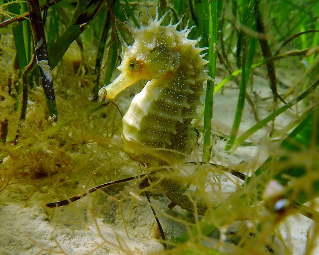 Volunteer divers in Dorset, UK in July 2025, are reporting a surge in the number of seahorses. After efforts to make conditions better for the elusive creatures in Studland Bay, sightings are greatly increasing. Over the last two decades, conservationists have worked hard to make conditions better for the seagrass – and thus the seahorses – including introducing almost 100 “eco moorings” that do not harm the habitat. (Photo by Neil Garrick-Maidment/The Seahorse Trust)