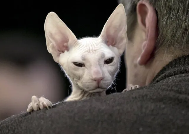 A Sphynx cat waits to be evaluated by a judge during an international feline beauty competition in Bucharest, Romania, Saturday, April 6, 2013. The contest, far less enjoyed by the cats than by the numerous visitors, was entered by more than 200 felines. (Photo by Vadim Ghirda/AP Photo)