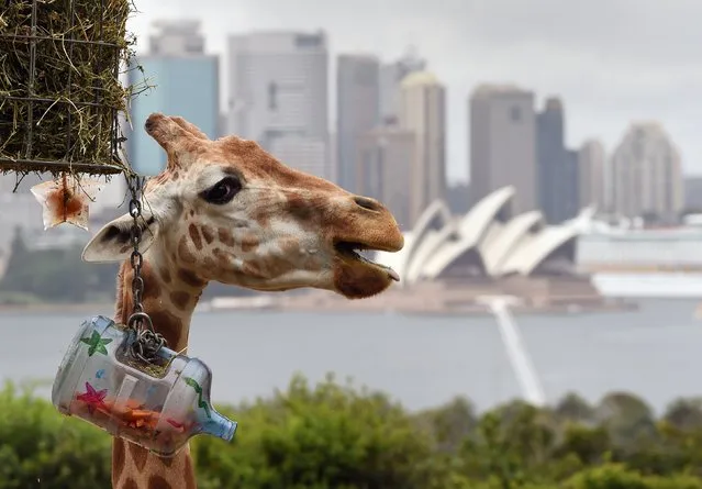 A Giraffe enjoys its Christmas treats as they discover some gift-wrapped food treats and other tasty decorations in their exhibit at Taronga Zoo, in Sydney on December 9, 2014. Animals at the zoo were quick to pounce on the festive-themed enrichment items prepared by keepers, showing off their natural foraging skills to uncover the food inside while some seemed just as happy playing with the cardboard box packaging. (Photo by William West/AFP Photo)