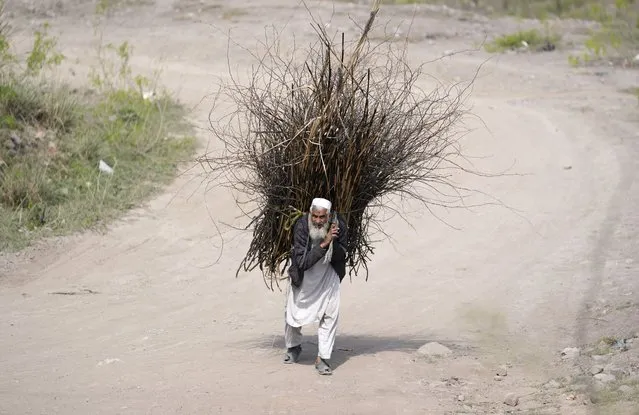 An elderly man carries firewood on his back on the outskirts of Peshawar, Pakistan, Saturday, March 18, 2023. (Photo by Rahmat Gul/AP Photo)