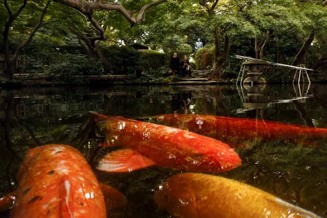 Koi fish swim in a pond as people sit at in a traditional Japanese garden on a sunny autumn day in Tokyo, November 17, 2015. (Photo by Thomas Peter/Reuters)
