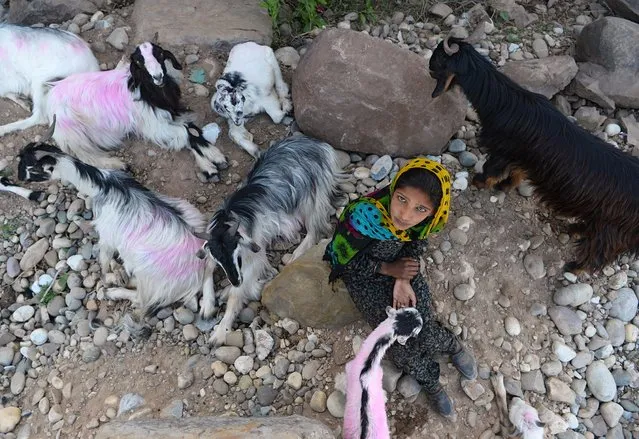 This photo taken on April 18, 2018 shows a Kashmiri Muslim Bakarwal nomad posing for a photograph with livestock at a temporary camp near Udhampur, some 72 km north of Jammu in northern India. The Muslim nomads who lead their goats, cows and horses up and down the Kashmir hills have never felt at ease in modern India and the gruesome rape and murder of a girl from the impoverished community has heightened their fears. (Photo by Sajjad Hussain/AFP Photo)