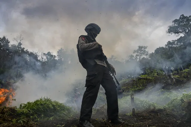 Marajuana plants are burned during a raid by Indonesia's National Narcotics Board (BNN), the police and the military where they destroyed some 4.5 hectares of cannabis plantations in the Lamteuba forest line, Aceh province on December 9, 2020. (Photo by Chaideer Mahyuddin/AFP Photo)