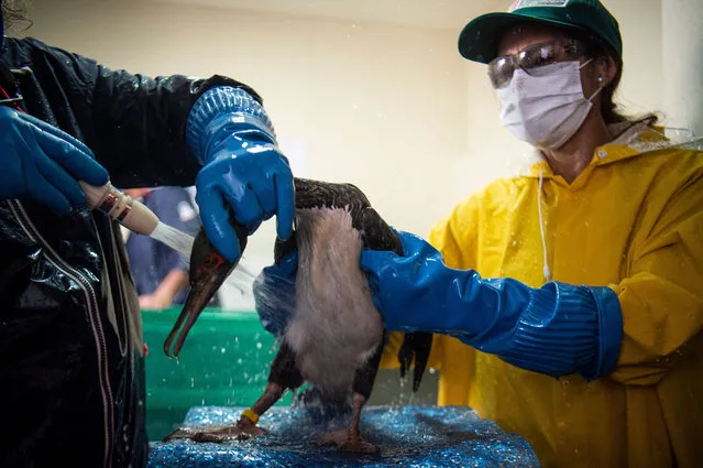 Specialists do cleaning work to remove the oil from an oil-tainted cormorant affected by the oil spill happened when an Italian-flagged tanker, the “Mare Doricum”, was unloading oil at the La Pampilla refinery, at the Parque de las Leyendas Zoo in Lima, on February 02, 2022. The spill, described as an “ecological disaster” by the Peruvian government, happened when a tanker was unloading oil at a refinery owned by Spanish company Repsol. It polluted beaches, killed wildlife and robbed fishermen of their livelihood. (Photo by Ernesto Benavides/AFP Photo)