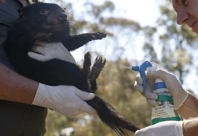 A Tasmanian Devil named Irene has her paws sprayed with disinfectant by operations manager Mike Drinkwater as she is prepared for the first shipment of healthy and genetically diverse devils to the island state of Tasmania, from the Devil Ark recovery and breeding facility in Barrington Tops on Australia's mainland, November 17, 2015. (Photo by Jason Reed/Reuters)