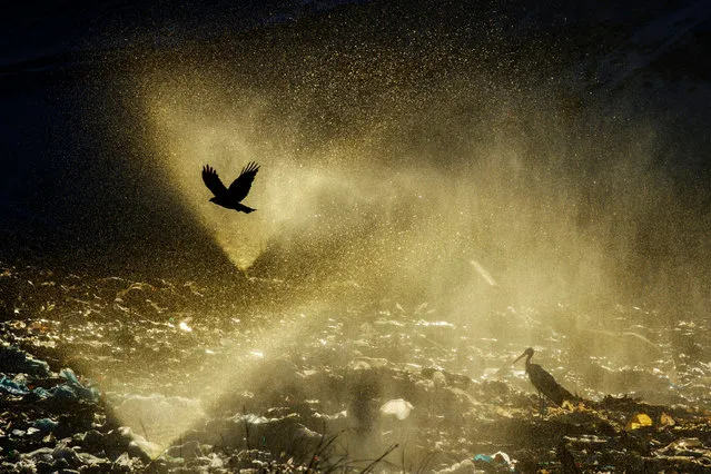 Winner man and nature: Landfill lightshow by Jasper Doest (Netherlands). ‘This photo was taken at a small recycling centre in southern Spain, where numerous white storks and black kites gather to search for food among the municipal waste. This source of food is reliably available all year and so there is no need for the birds to move on. As the waste degrades, strong acids are formed that are diluted by spraying water over the waste. (Photo by Jasper Doest/GDT European Wildlife Photographer of the Year 2015)