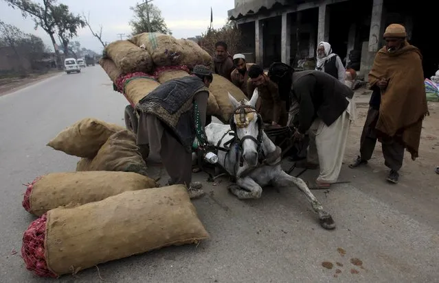 People help lift a horse who slipped pulling a cart, overloaded with sacks of onions, on outskirts of Peshawar, Pakistan November 25, 2015. (Photo by Fayaz Aziz/Reuters)