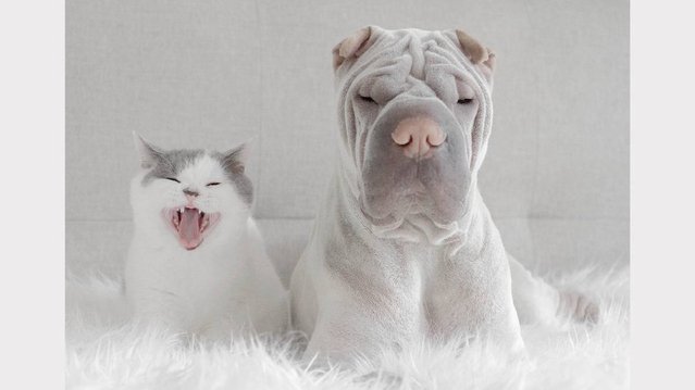 Photogenic Shar Pei And Cat Are The Cutest of Best Friends