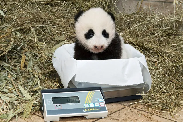 A Giant Panda twin cub which was born on August 7, 2016, is sitting on scales in this handout photograph dated October 27, 2016, released on November 3, 2016, at Schoenbrunn Zoo in Vienna, Austria. (Photo by Daniel Zupanc/Reuters/Schoenbrunn Zoo)