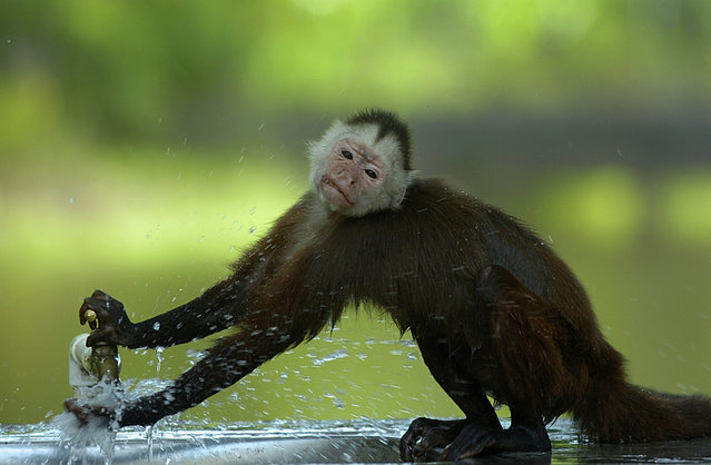 “Naughty monkey”. The capuchin monkey is a real 'demon' in the park Hacienda Napoles. eat garbage, open water taps, and steals food from visitors. Location: Puerto Triunfo, Antioquia, Colombia. (Photo and caption by Guillermo Ossa/National Geographic Traveler Photo Contest)