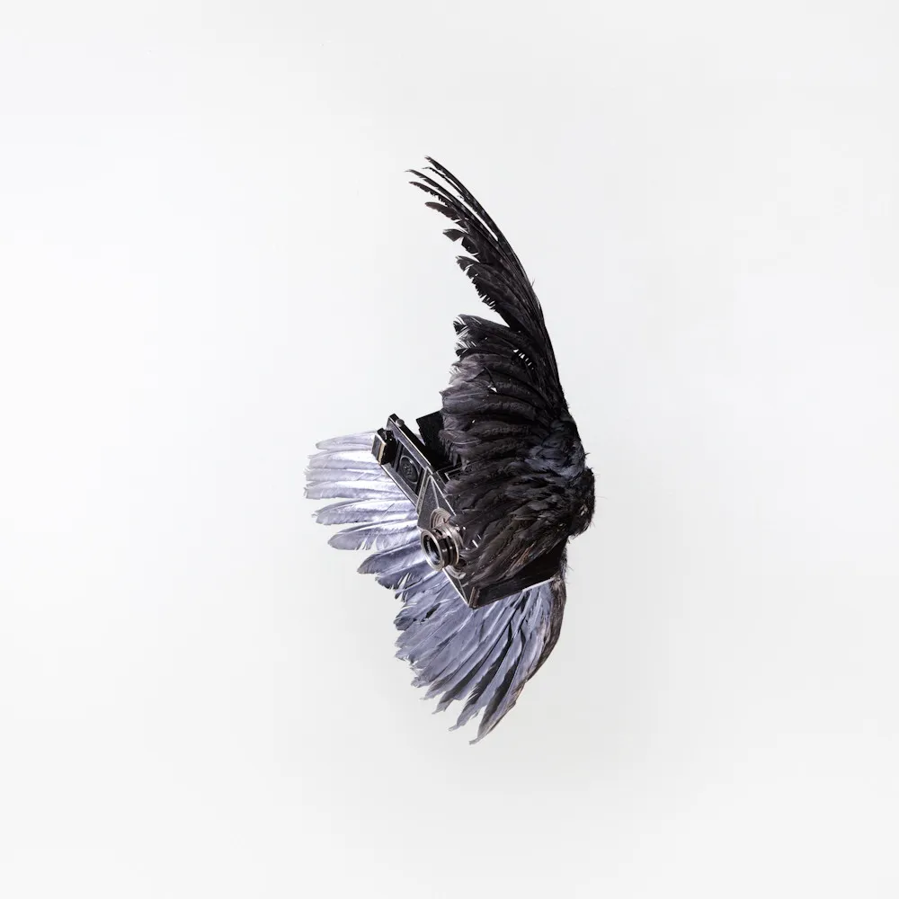 Birds of Aperture by Paul Octavious