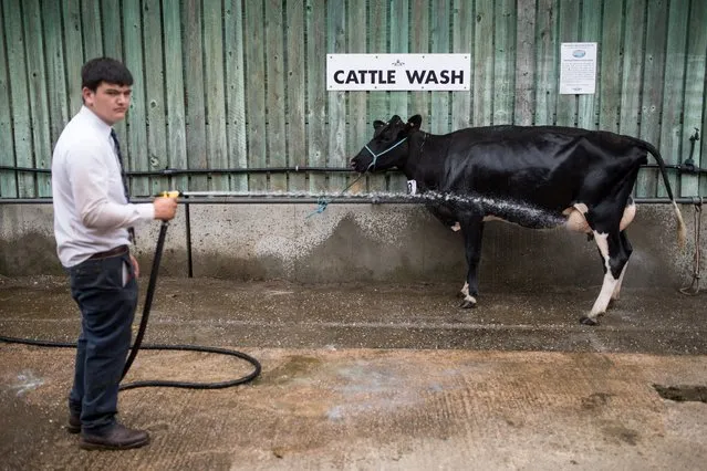 A young farmer washes a cow on the first day of The Royal Cheshire County Show at Tabley, near Knutsford, northern England on June 19, 2018. The agricultural show, which was first held in 1838, showcases all aspects of country life. Organised by The Cheshire Agricultural Society it is held each June and attracts around tens of thousands of visitors over the two days. (Photo by Oli Scarff/AFP Photo)
