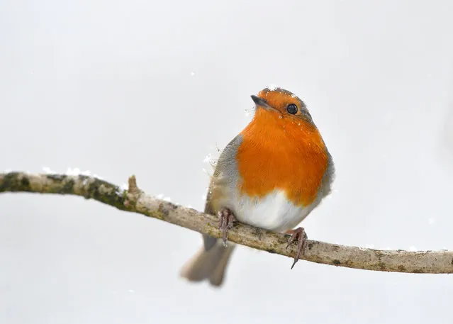 Birds in the snow. A Robin in the snow in Leicestershire, United Kingdom on February 8, 2021. (Photo by Alex Hannam/Alamy Live News)