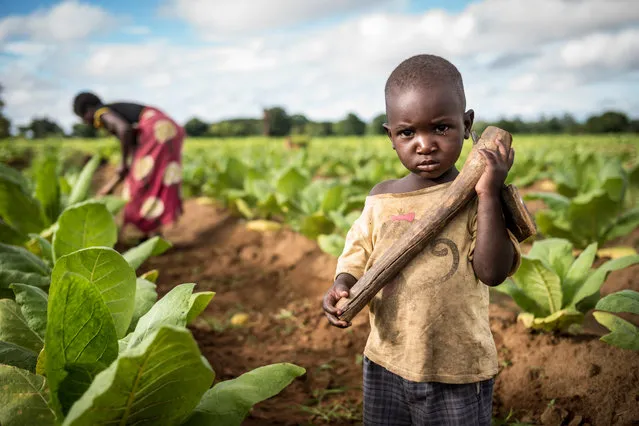 Jackson, two, with his mother Esther Phiri, 16. Jackson has a miniature hoe, fashioned by his father, Lazaro, because he cried every time he saw his parents set off for the fields carrying tools and wanted one for himself. (Photo by David Levene/The Guardian)