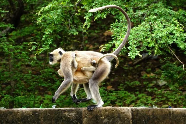 Langur monkeys at the Deer park in Pushkar, Rajasthan, India on June 27, 2023. (Photo by Himanshu Sharma/NurPhoto/Rex Features/Shutterstock)