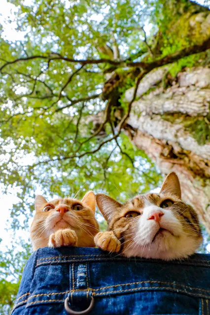 Daisuke Nagasawa travels nationally and internationally with his beautiful kitties Fuku-Chan and Daikichi. (Photo by Daisuke Nagasawa/Caters News Agency)