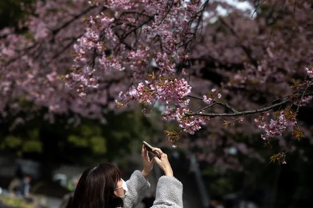 A woman takes pictures of cherry blossoms at Ueno park in Tokyo on March 12, 2021. (Photo by Charly Triballeau/AFP Photo)