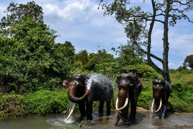 Sumatran elephants bathe during a ranger patrol at a forest in Bener Meriah, Aceh province, Indonesia on March 15, 2021. (Photo by Chaideer Mahyuddin/AFP Photo)