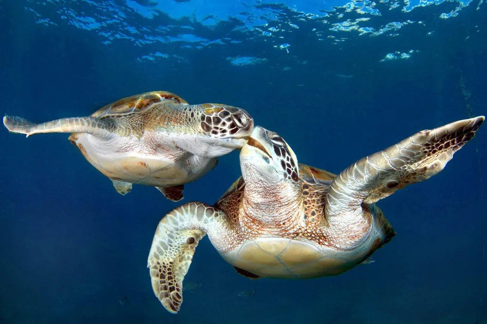 Synchronized Swimming Turtles