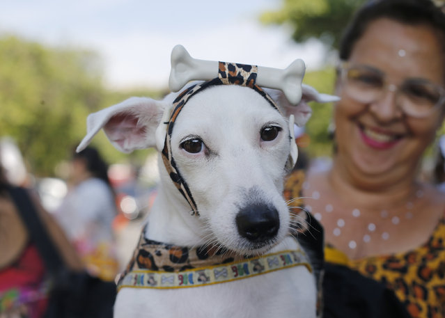 A dog dressed for carnival is seen during the “Blocao” dog carnival parade in Rio de Janeiro, Brazil, Saturday, February 14, 2015. Carnival goes to the dogs as pet owners take to the streets for their own party, with their four-legged friends in ornate costumes. (Photo by Silvia Izquierdo/AP Photo)
